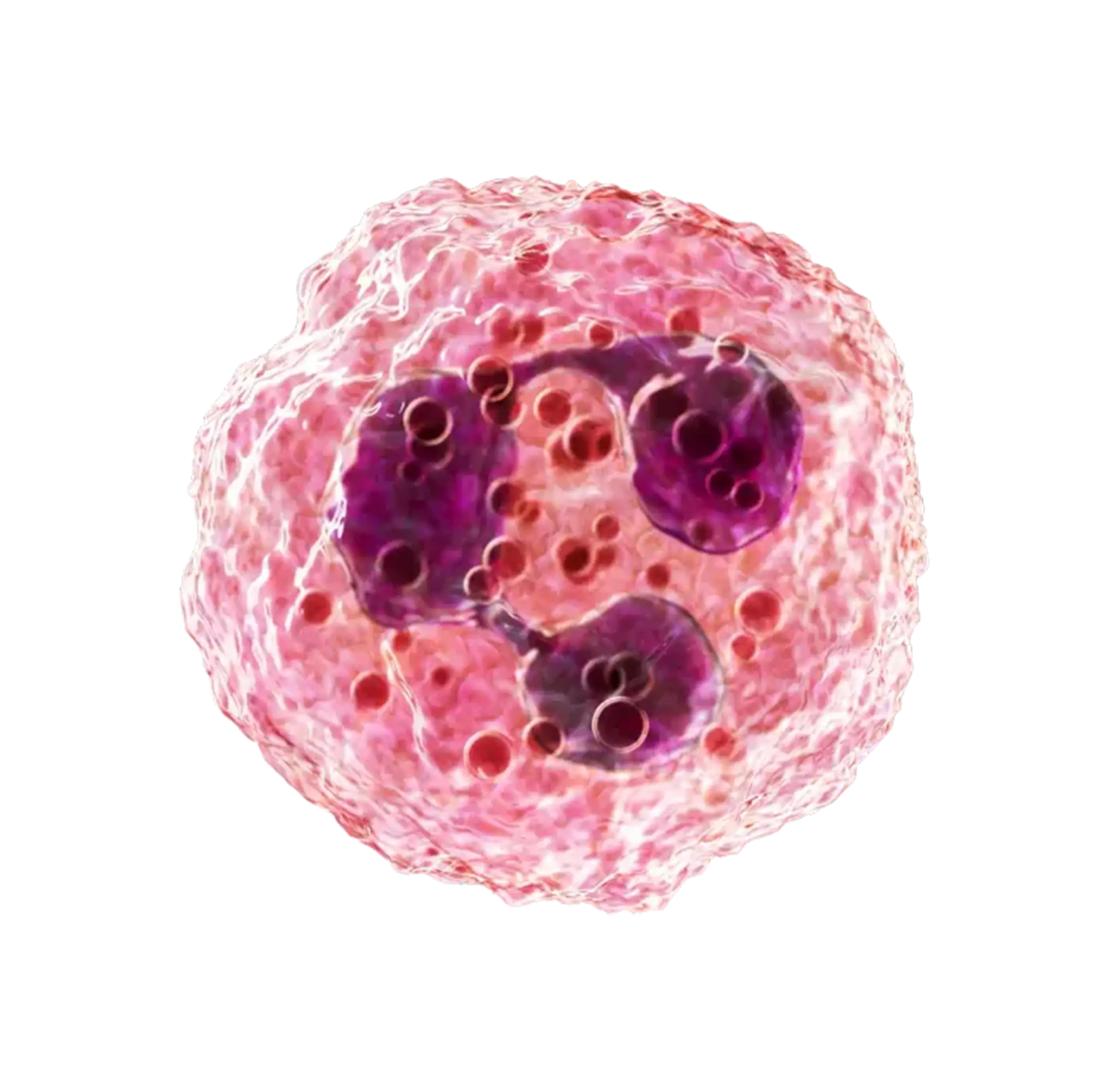 Neutrophiler Granulozyt