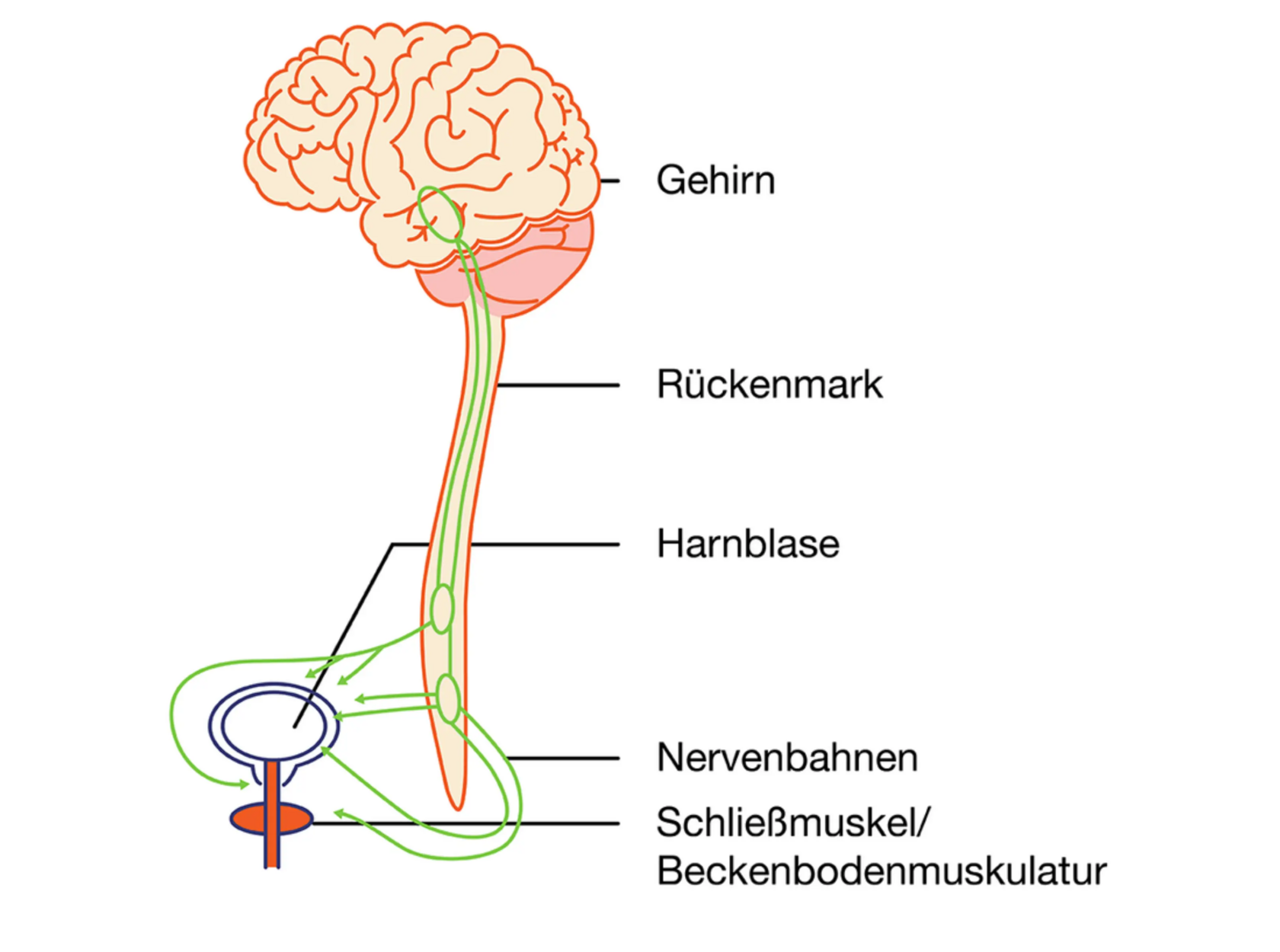 Infografik veranschaulicht, wie Blase und Hirn über das Nervensystem miteinander verbunden sind.
